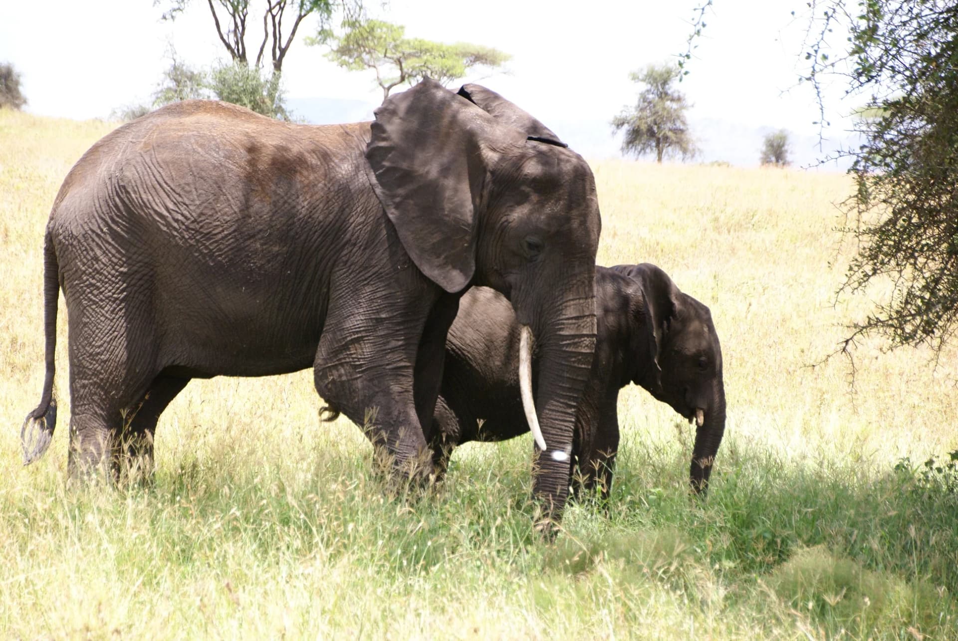 safari animals in mikumi national park