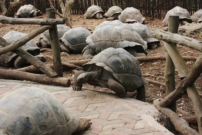 giant tortoises on prison island