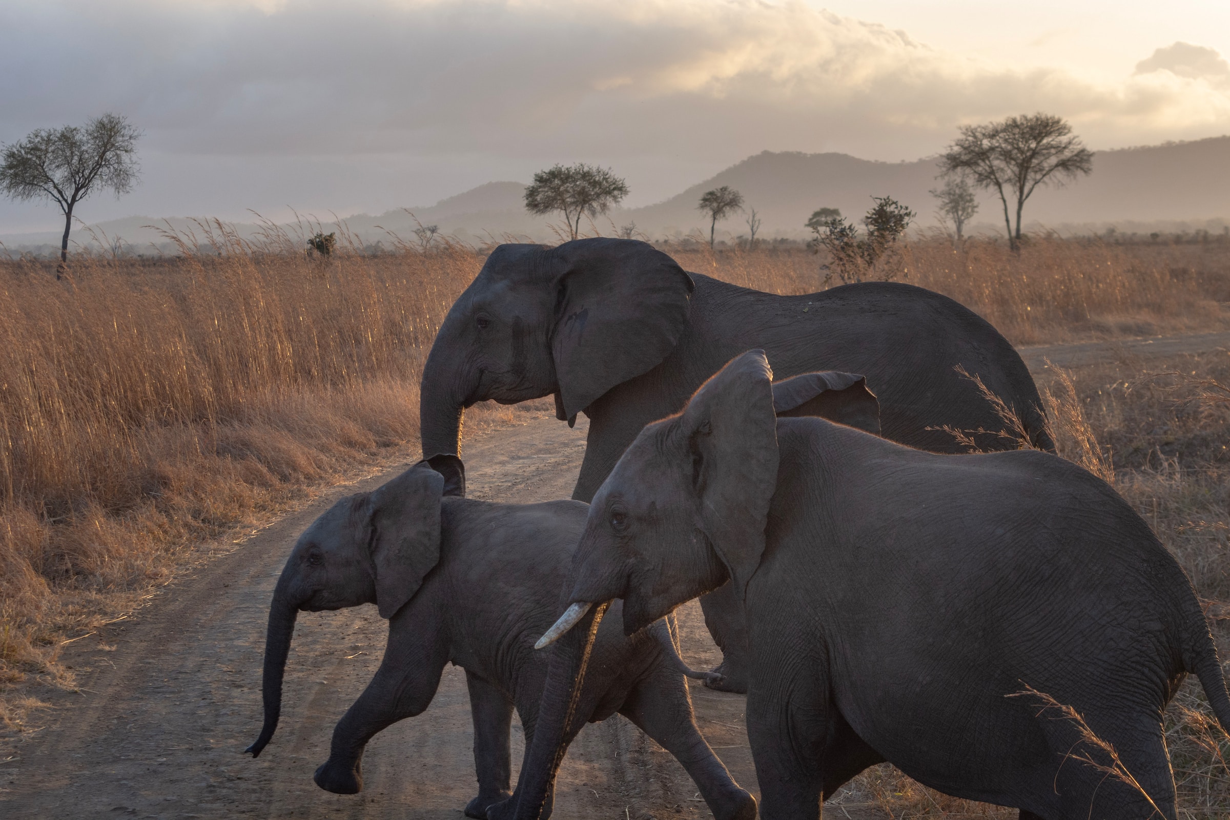 safari daytrip elephants