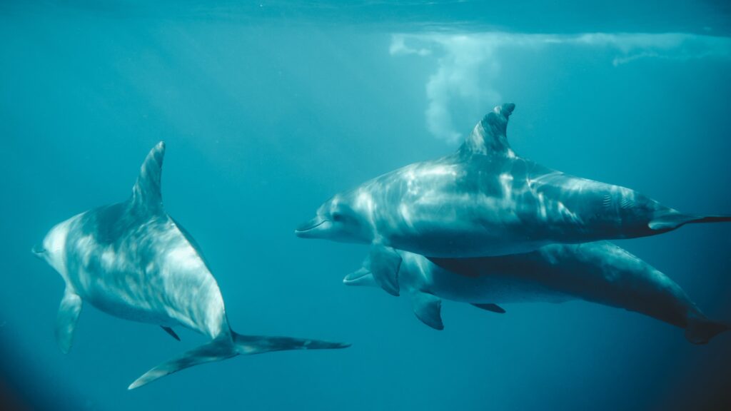 Zanzibar dolphins