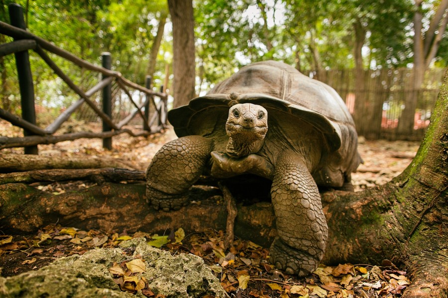 prison island giant turtle turtoise