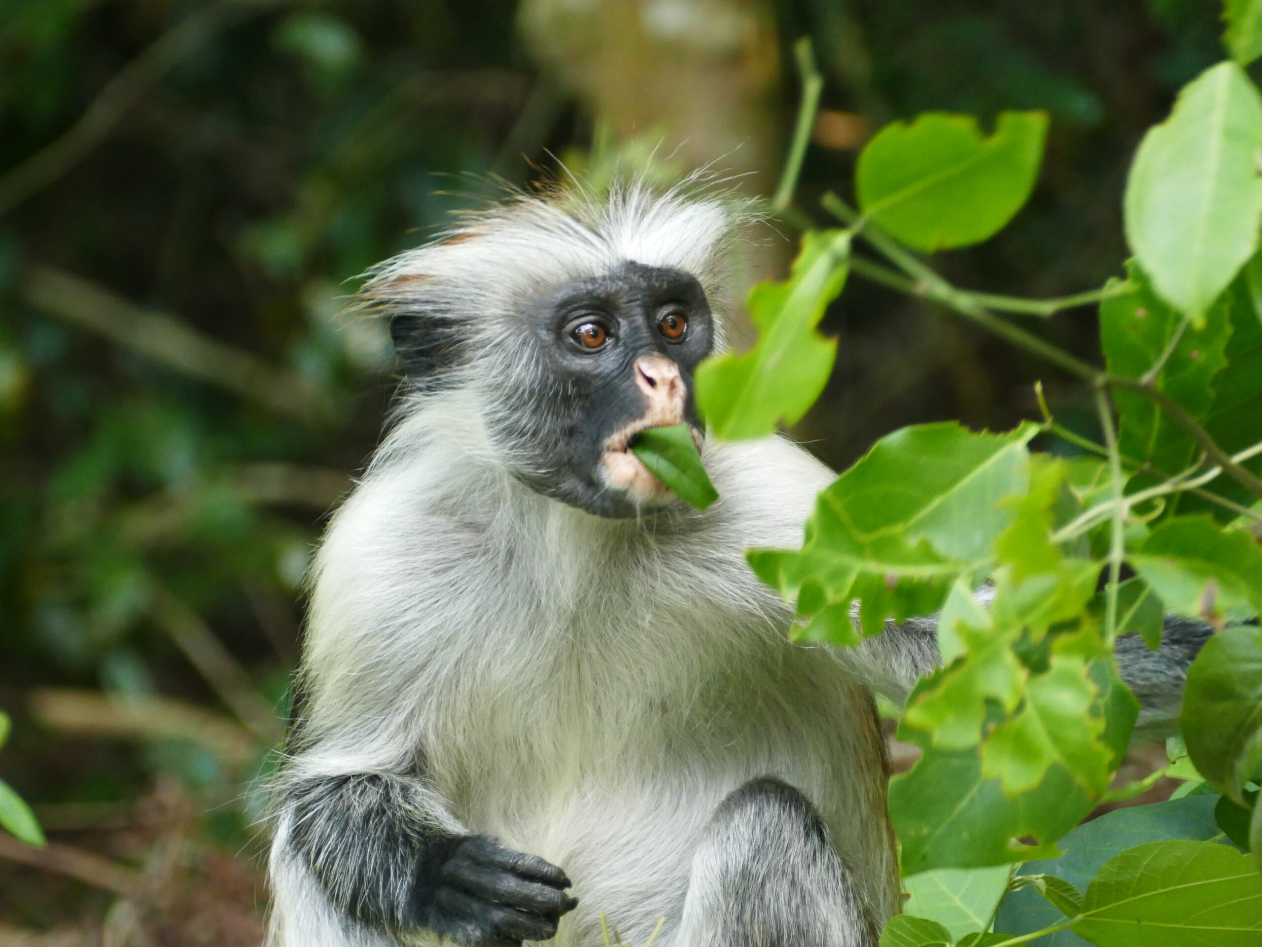 zanzibar red colobus