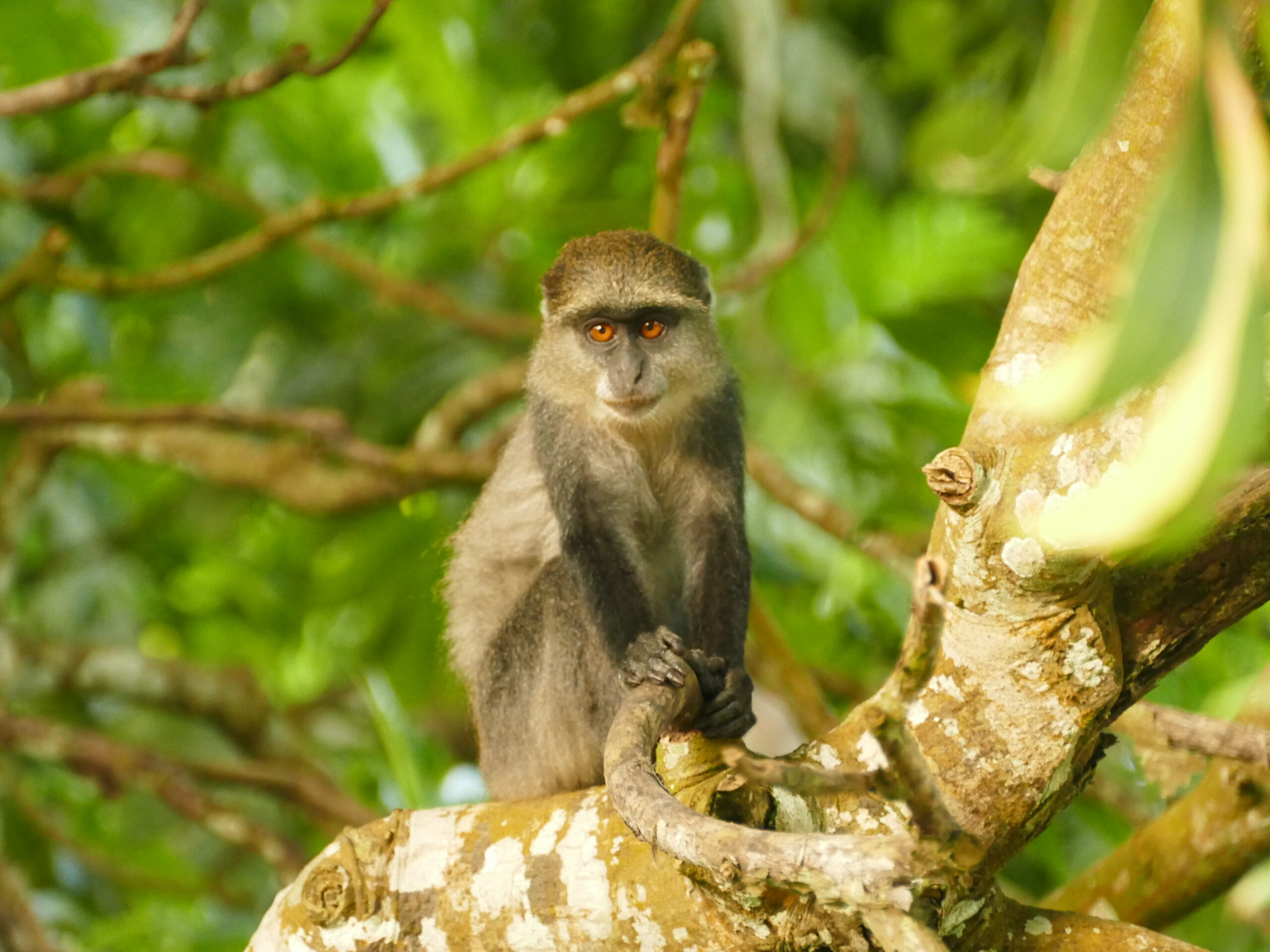 jozani forest monkey