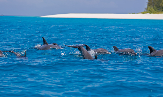 mnemba island dolphin