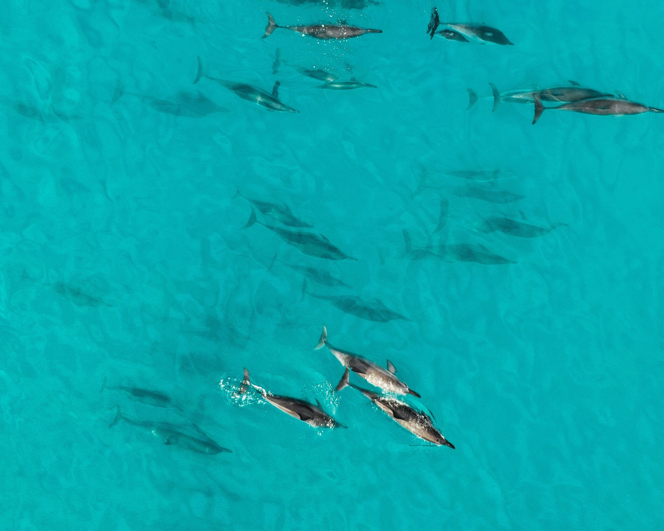 zanzibar dolphins swimming