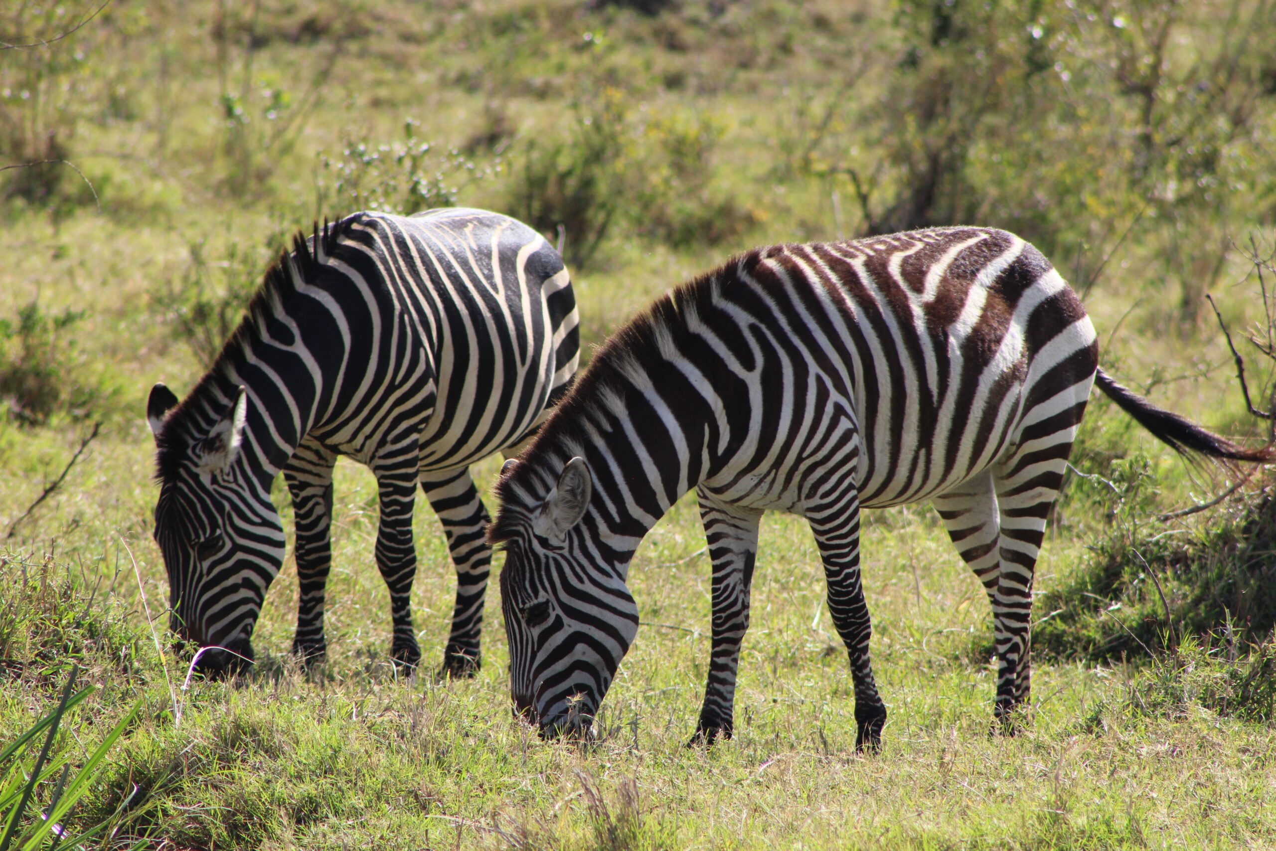 zanzibar safari daytrip zebras