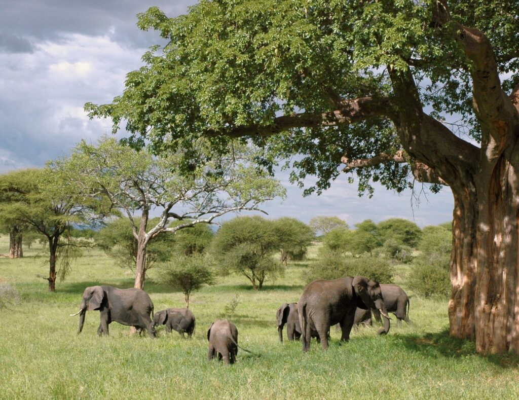 zanzibar safari daytrip elephants