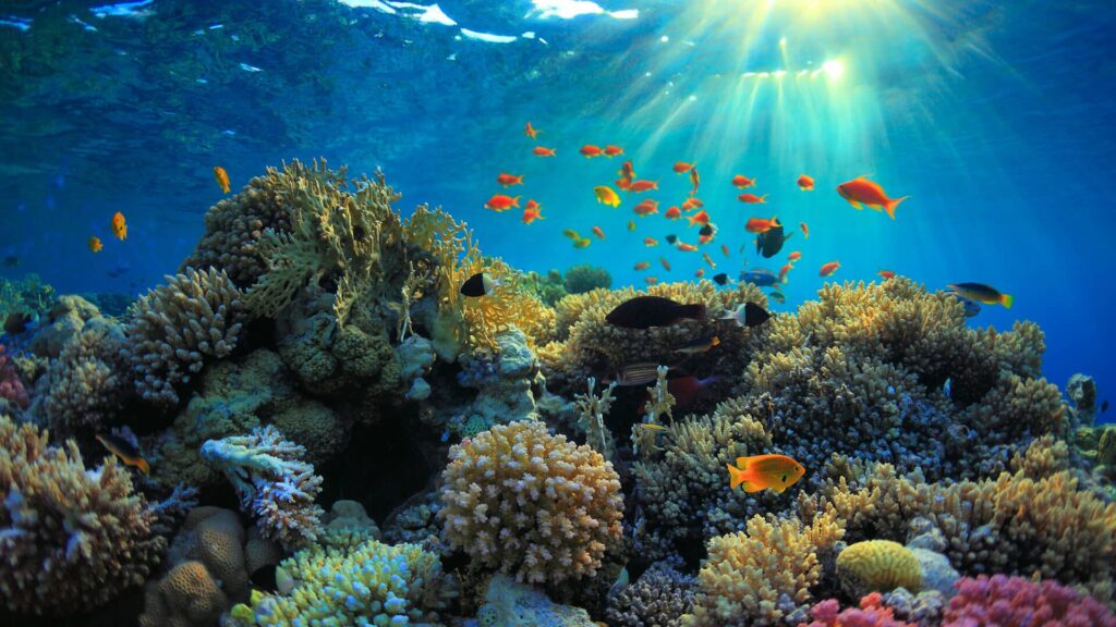 5-surprising-facts-about-coral-reefs