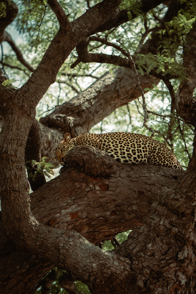 a leopard hiding in a tree