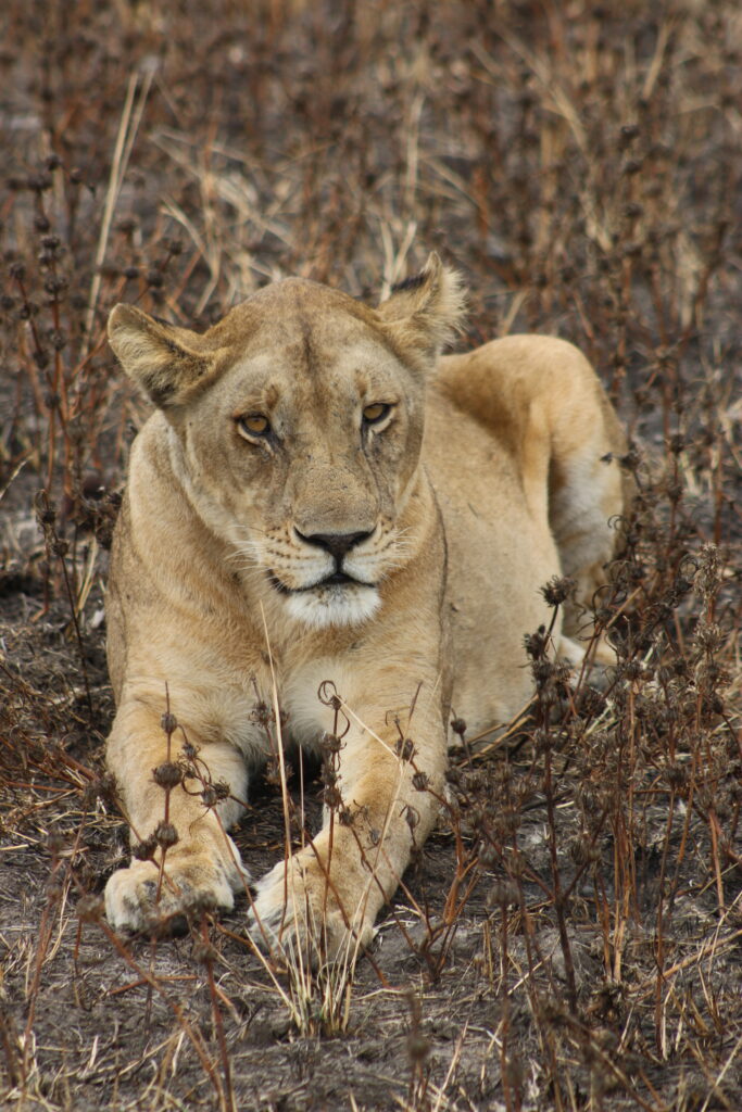 a lion gazing