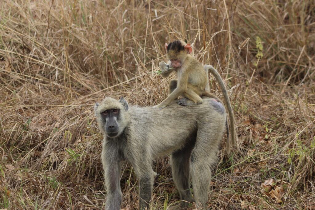 a baboon with its baby on the back