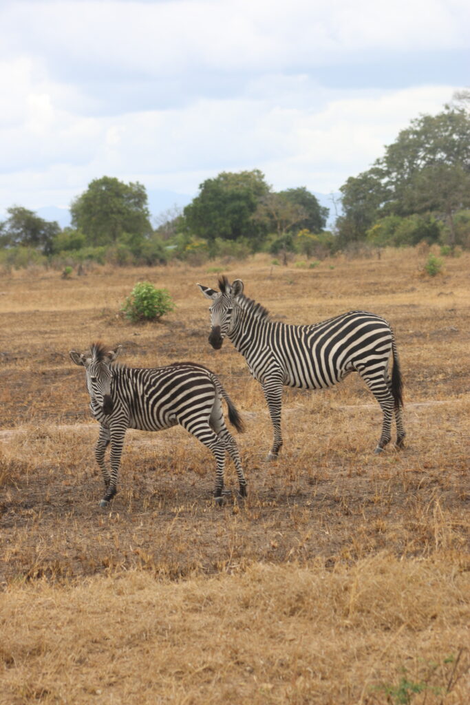 two zebras looking towards the camera
