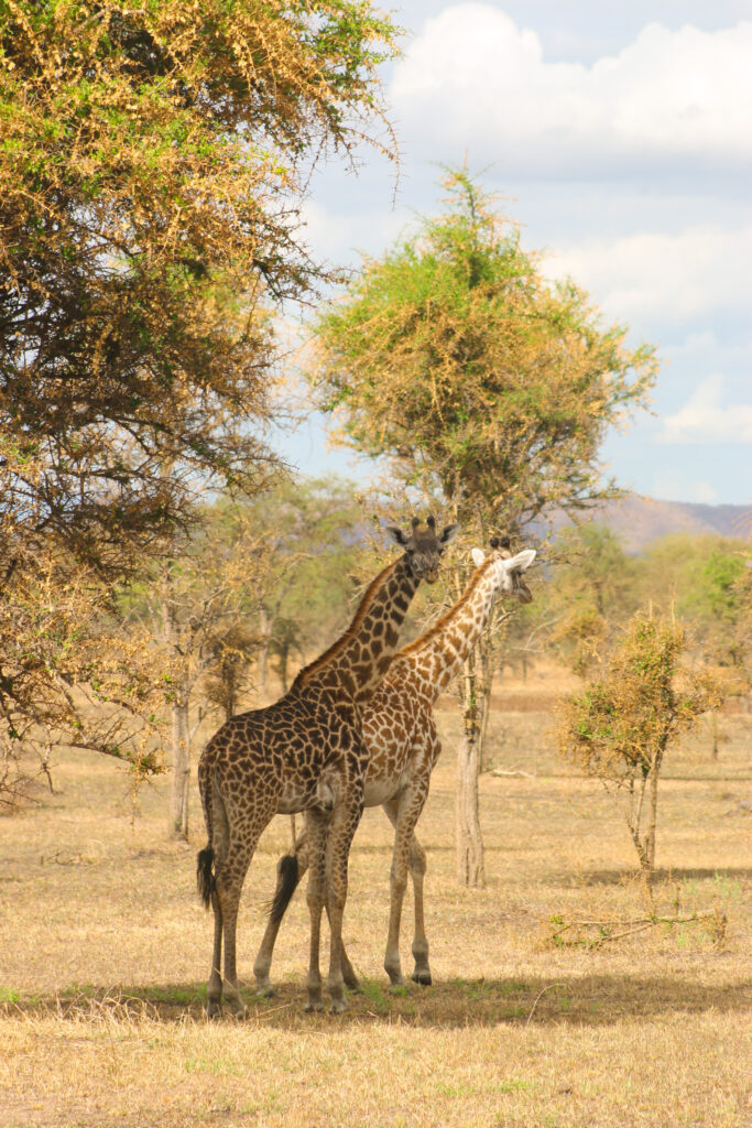 two giraffes standing in the savanna