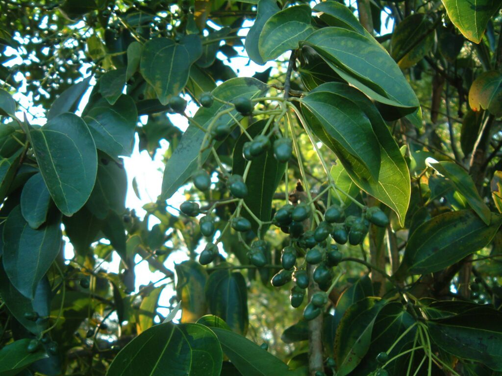 cinnamon plant