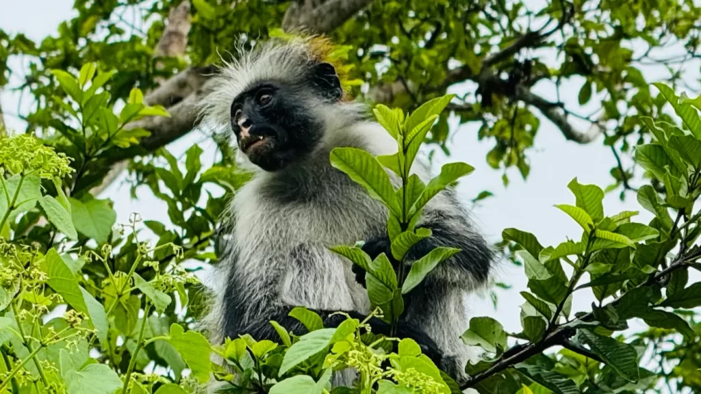red colobus monkey in a tree