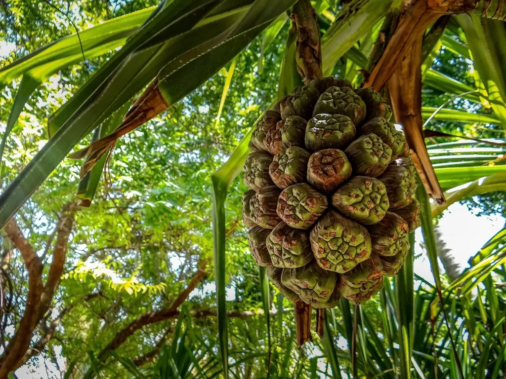 hala fruit growing from a tree