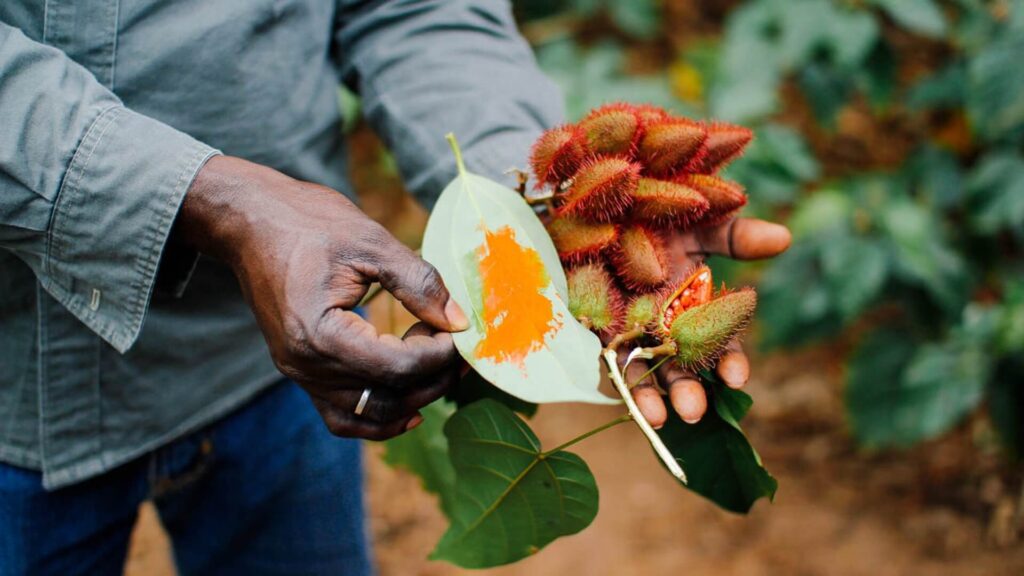 annatto plant and powder