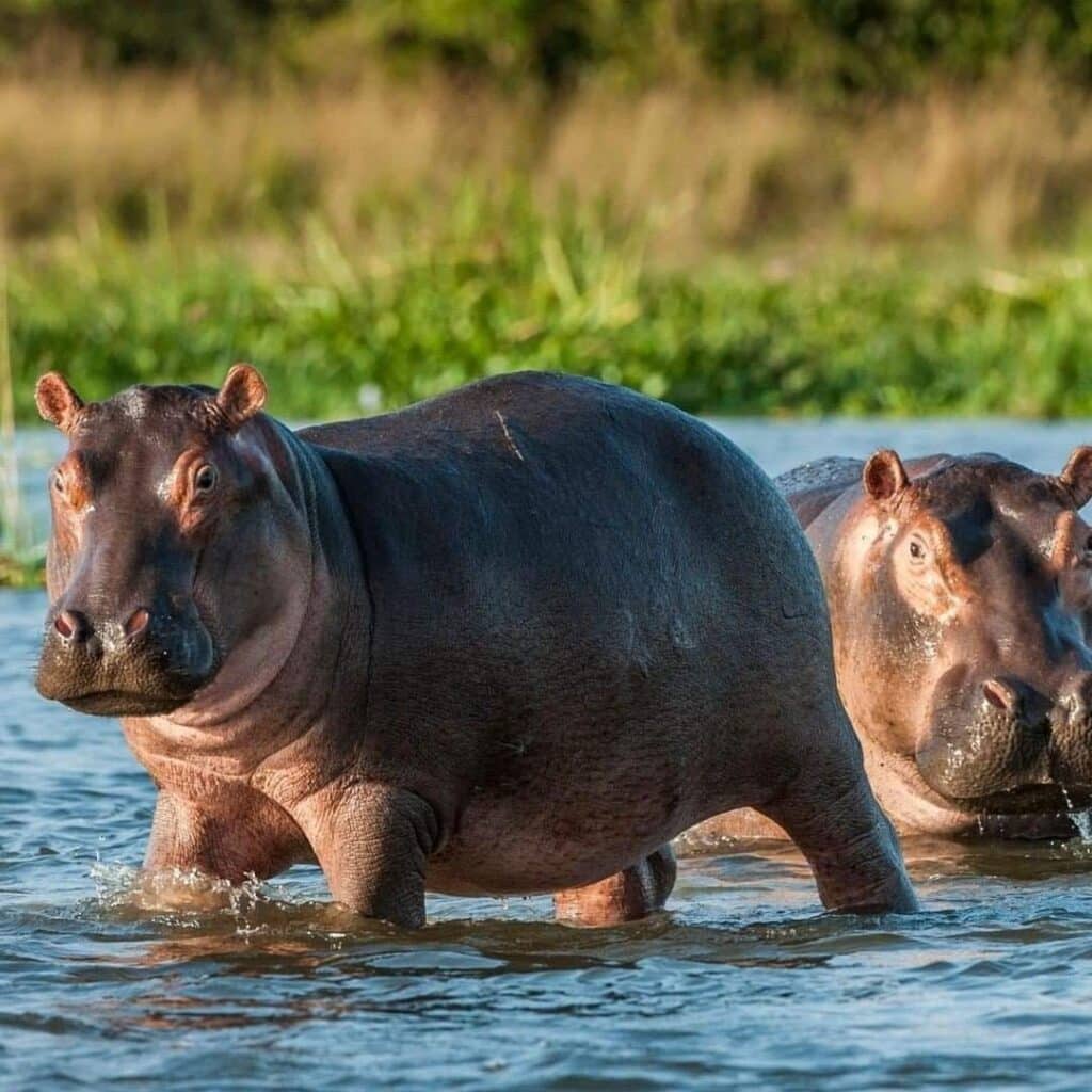 hippos in shallow water