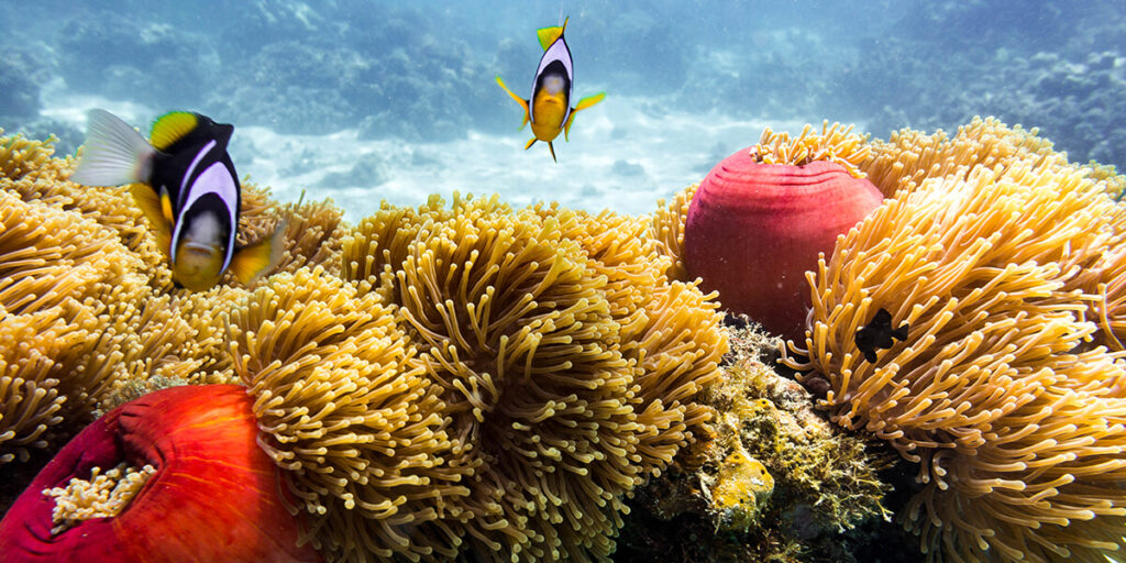snorkeling coral reefs zanzibar