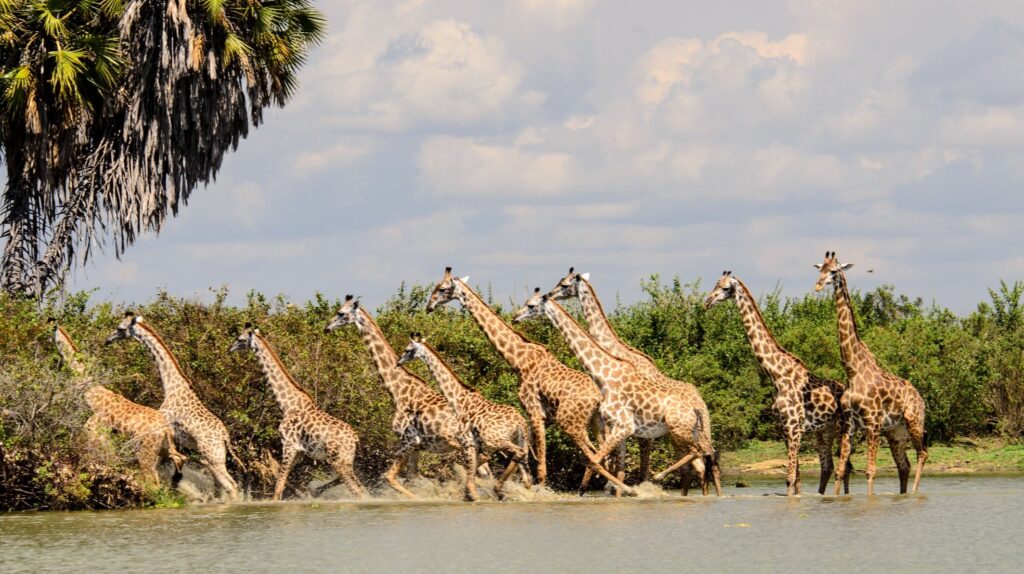 giraffes near Rufiji River in nyerere national park