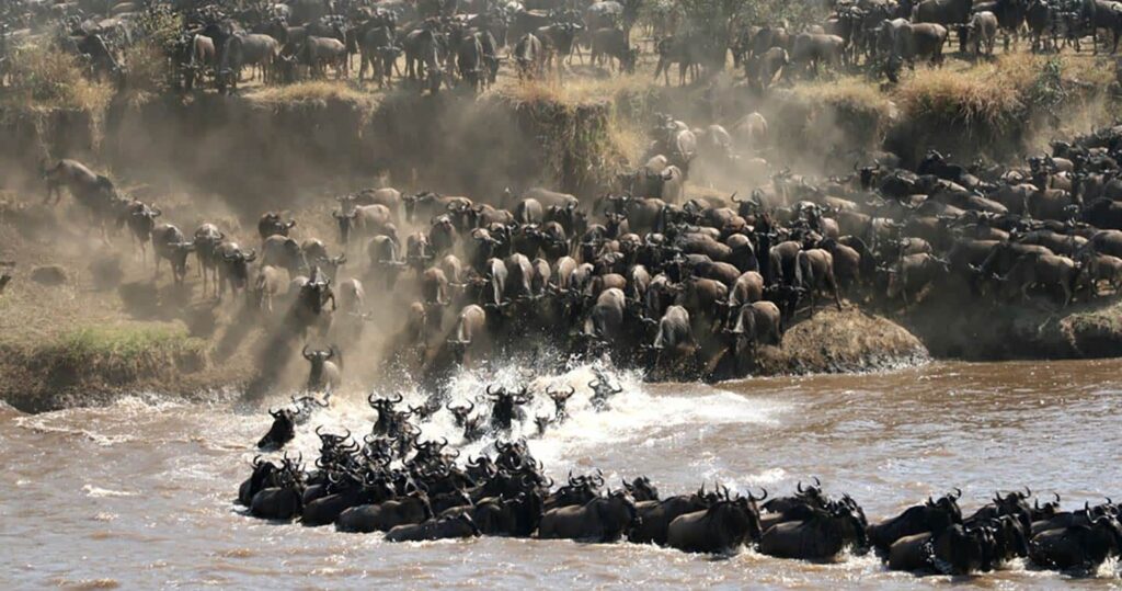 great migration serengeti