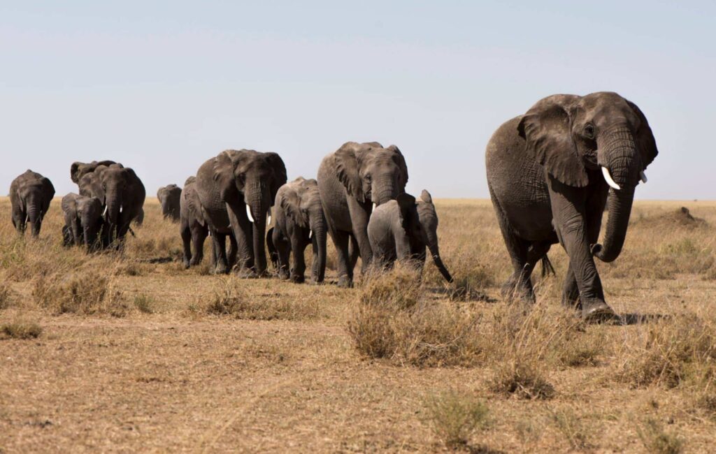 elephant herd in the serengeti plains