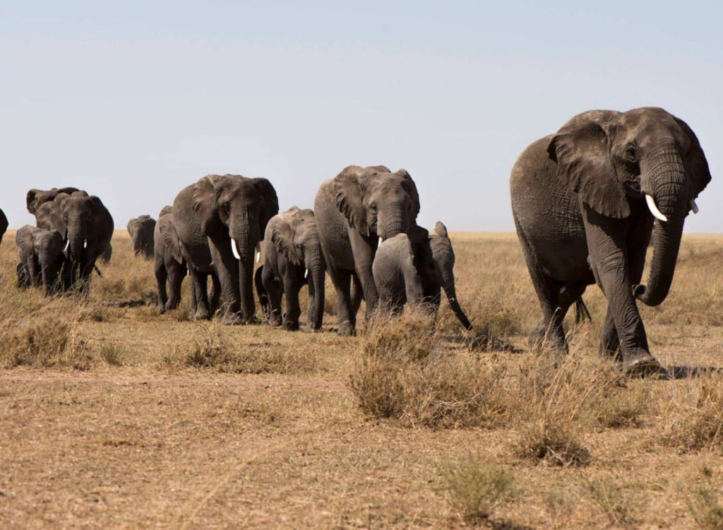 elephant herd in the serengeti plains
