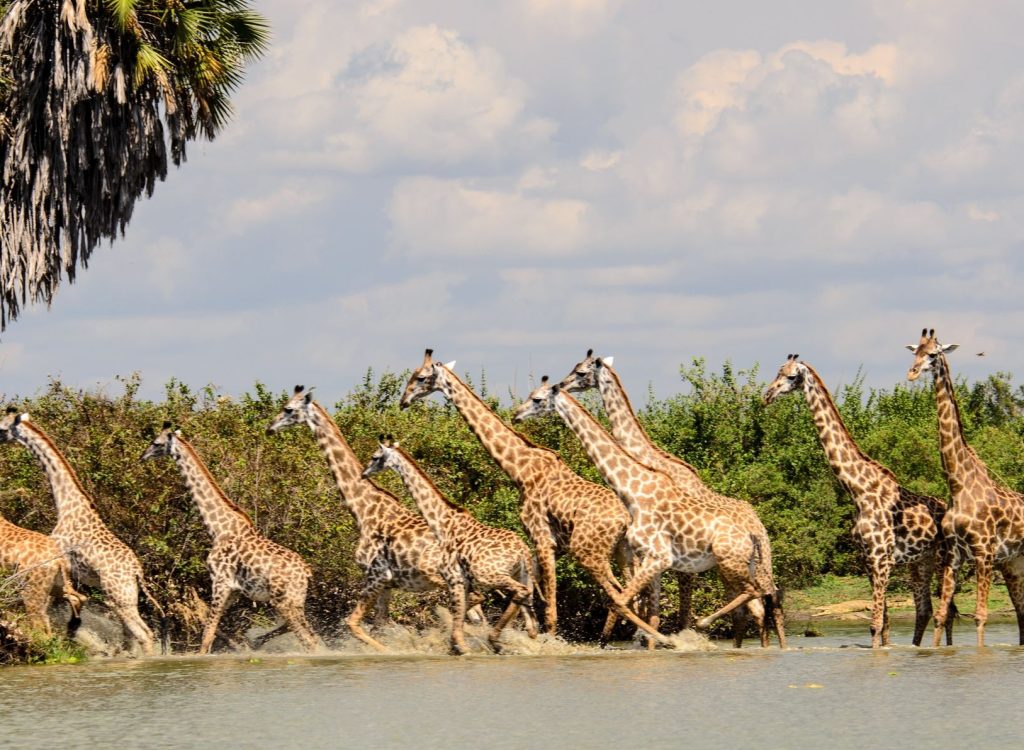 nyerere-national-park-budget-safari-914376-1692873569